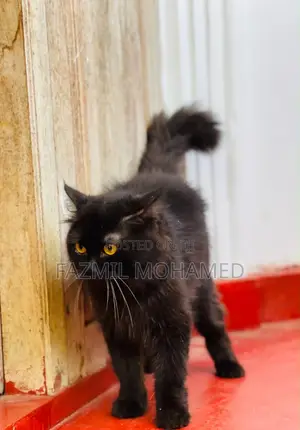 1+ year Male Purebred Persian