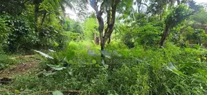 12P - Flat Land For Sale in Amunugama Kandy