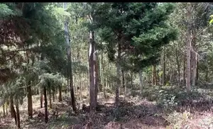 Land in Bandarawela