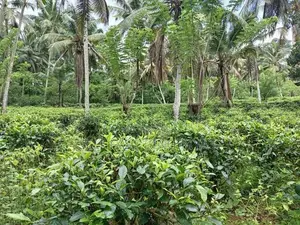 සරුසාර තේ පොල් වගාව සහිත වටිනා ඉඩම විකිණීමට