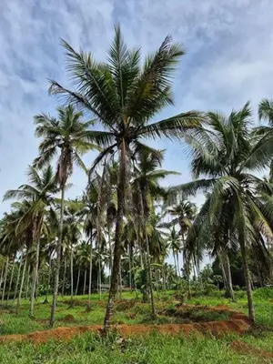 Land for Sale in Attanagalla
