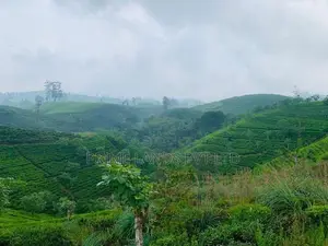 Land for Sale Hatton