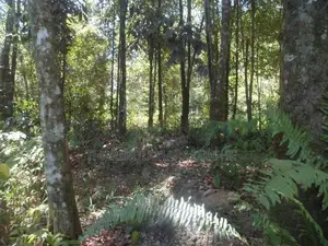 Land For Sale in Norton Bridge Ginigathhena