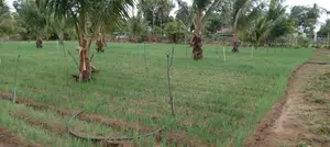 Nilaveli Land for Sale