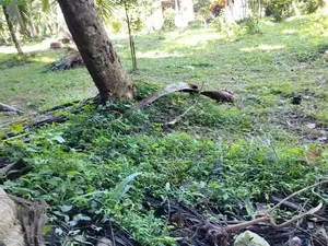 Land for Sale in Nittambuwa