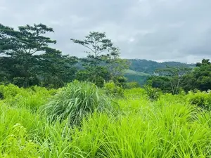 Lands For Sale In Pussellawa