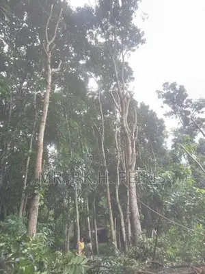 1-Acre Mahogany Planted Land for Sale in Matale