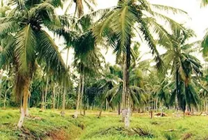 Coconut Land for Sale in Batuwatta