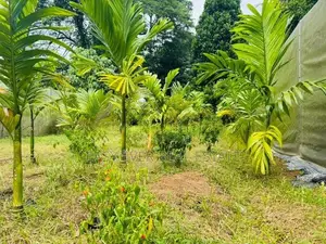 නිට්ටඹුව නගරයට 2km වෙල් යායකට මායිම් පර්චස් 40ක් ඉඩමක්