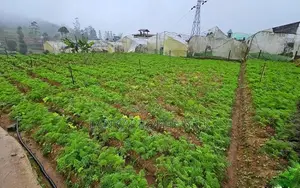 20-Perch Land for Sale at Kudaoya, Near Nuwara Eliya Town.