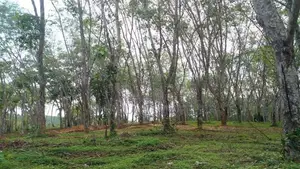 Land for Sale Ahangama Panchaliya