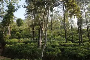 Land for Sale Ramboda