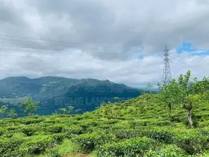 Land for Sale Pundaluoya