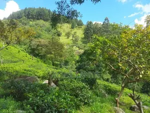 Land for Sale in Nillamba