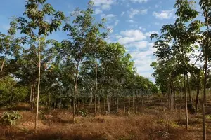 අක්කර 10 රබර් ඉඩම බඩල්කුඹුර
