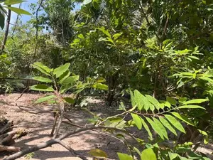 Land for Sale Batticaloa
