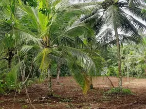 78 Perches of Valuable Land for Sale in Halpe, Mirigama.