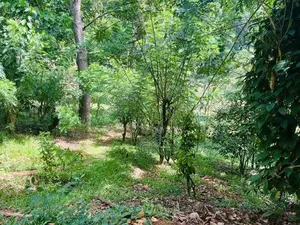 Land for Sale - Badulla