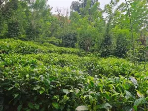 Kithulgala Land for Sale