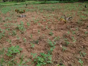 Agricultural Land for Sale