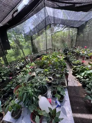 ඇන්තූරියම් මල් පැල සමග Net House