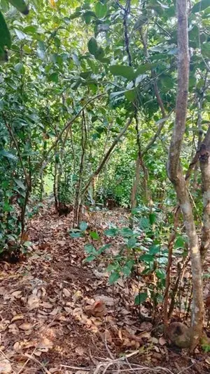 Land for Sale Yatiyana Hakmana