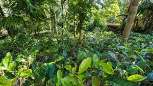 අත්තනගලු ඔයට මායිම්ව පර්චස් 53ක්