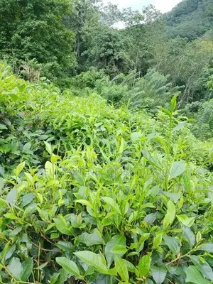 Land for sale in Yatiyantota
