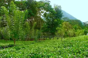 Neluwa 10 Acres Agricultural Estate for Sale