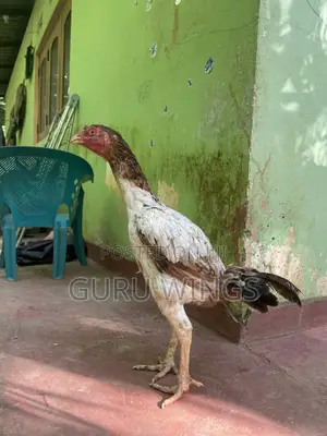 Indian Aseel