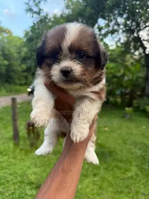 Shih Tzu Puppy