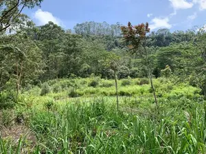 Beautiful Land for Sale Pussellawa