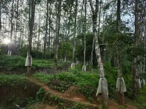 Agricultural Land for Long-Term Lease Kannatota, Kegalle