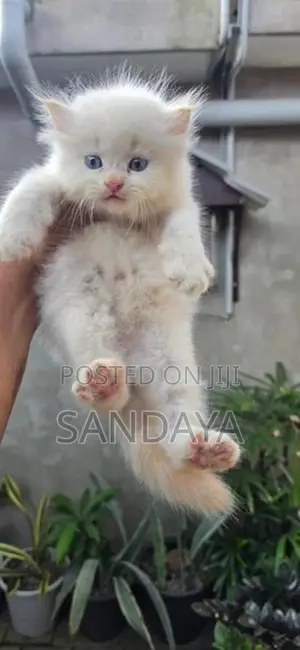 Persian Kittens