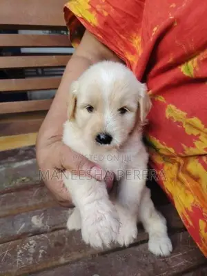 Tibetan Terrier Puppies