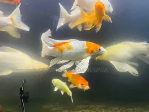 Aquarium Fishes