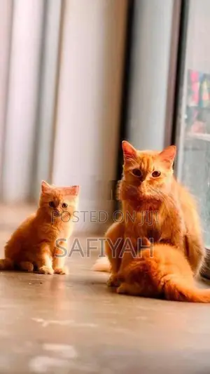 Persian Kittens
