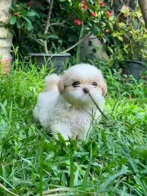 Shih Tzu Puppy