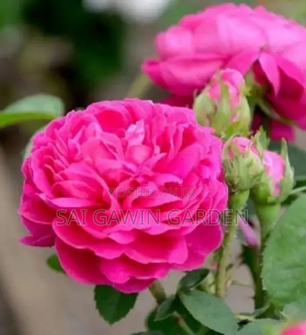 Rose Plant