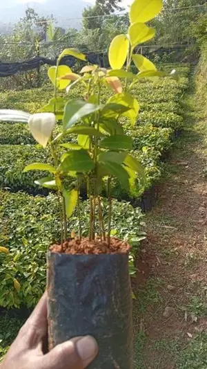kurudu pala