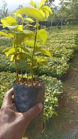 kurudu pala