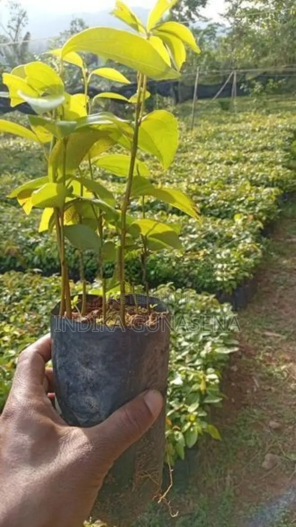 kurudu pala