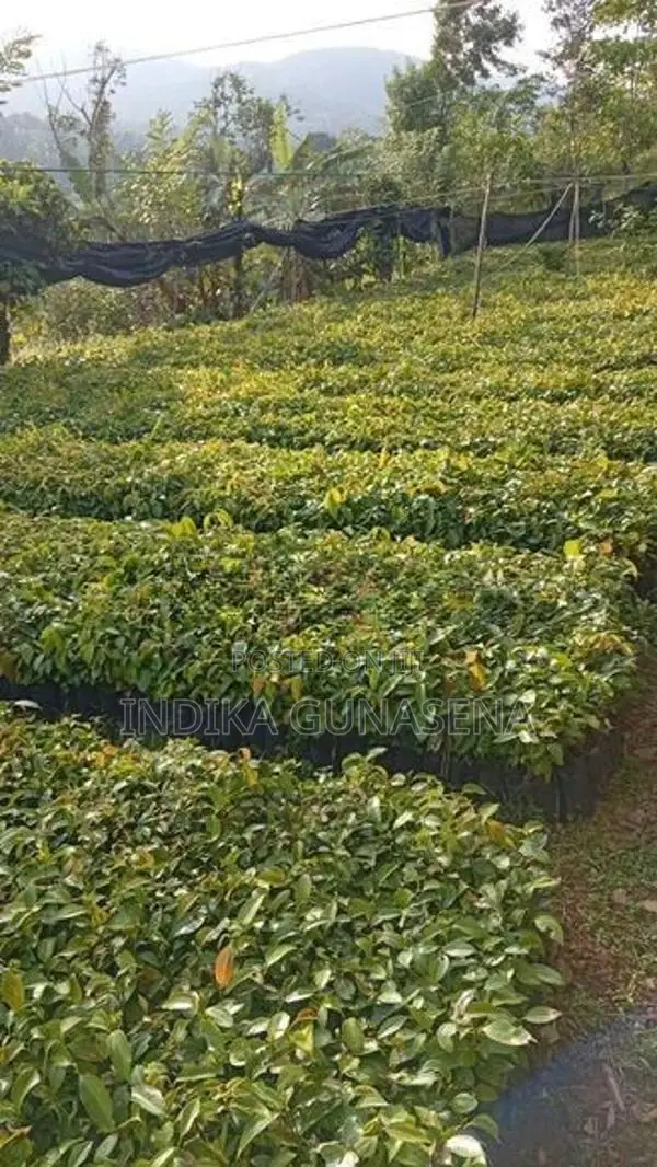 kurudu pala