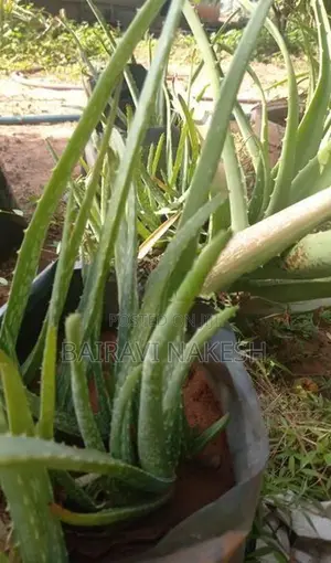Aloe Vera Plants