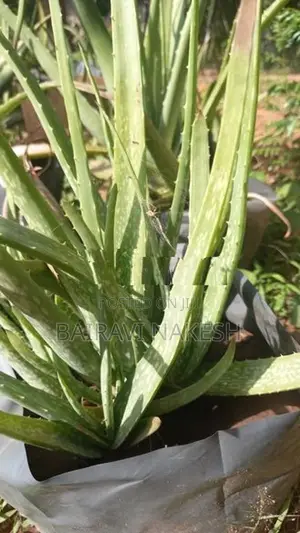 Aloe Vera Plants