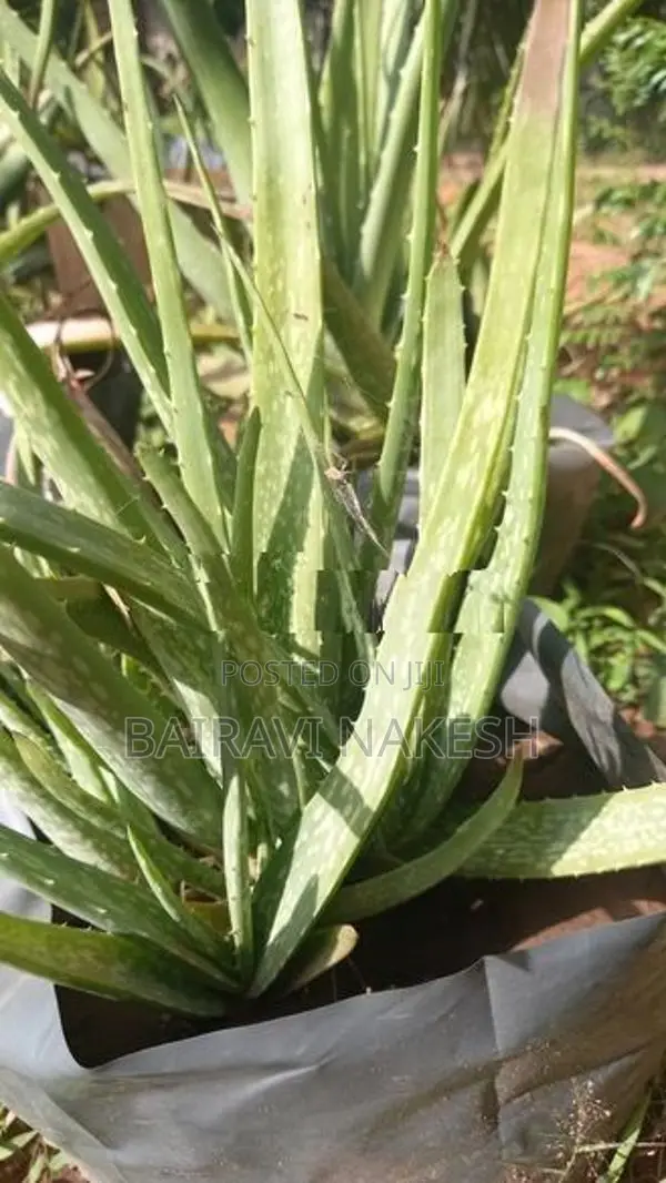 Aloe Vera Plants