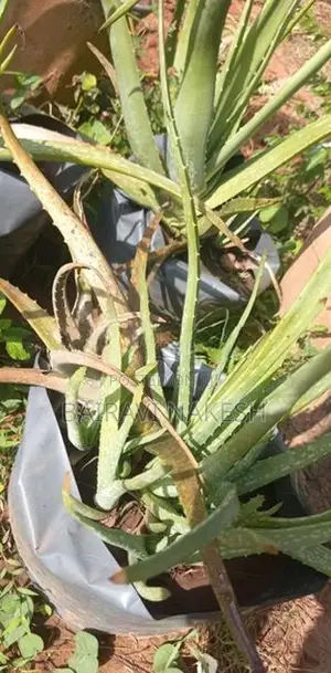 Aloe Vera Plants