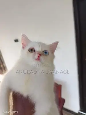 Odd Eye Female Persian Cat