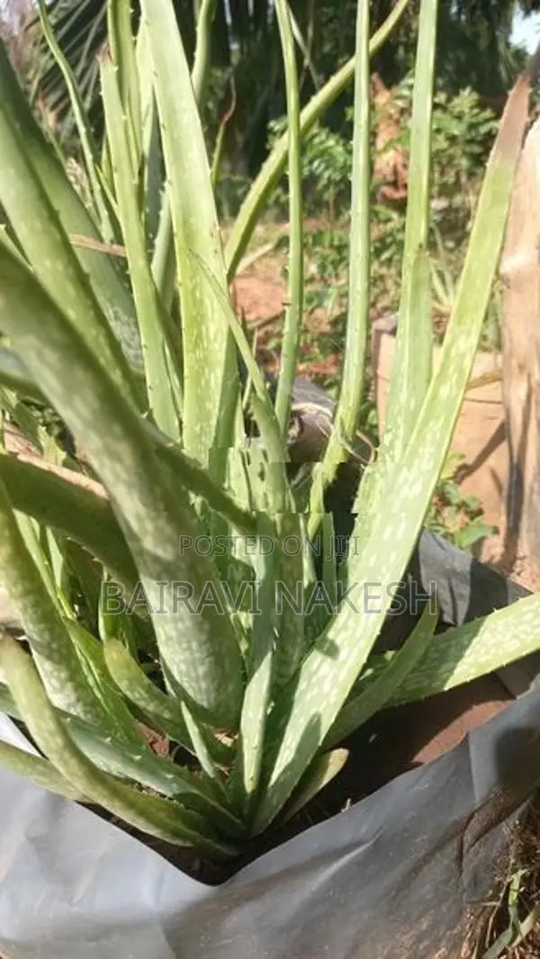 Aloe Vera Plants