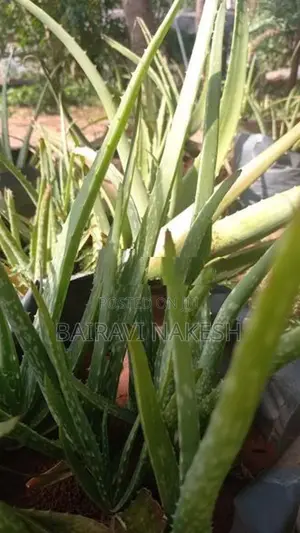 Aloe Vera Plants